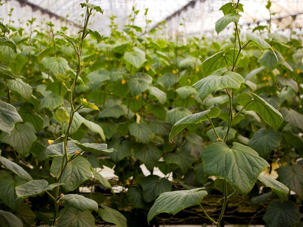 TOUR OUR ON-SITE GREENHOUSE